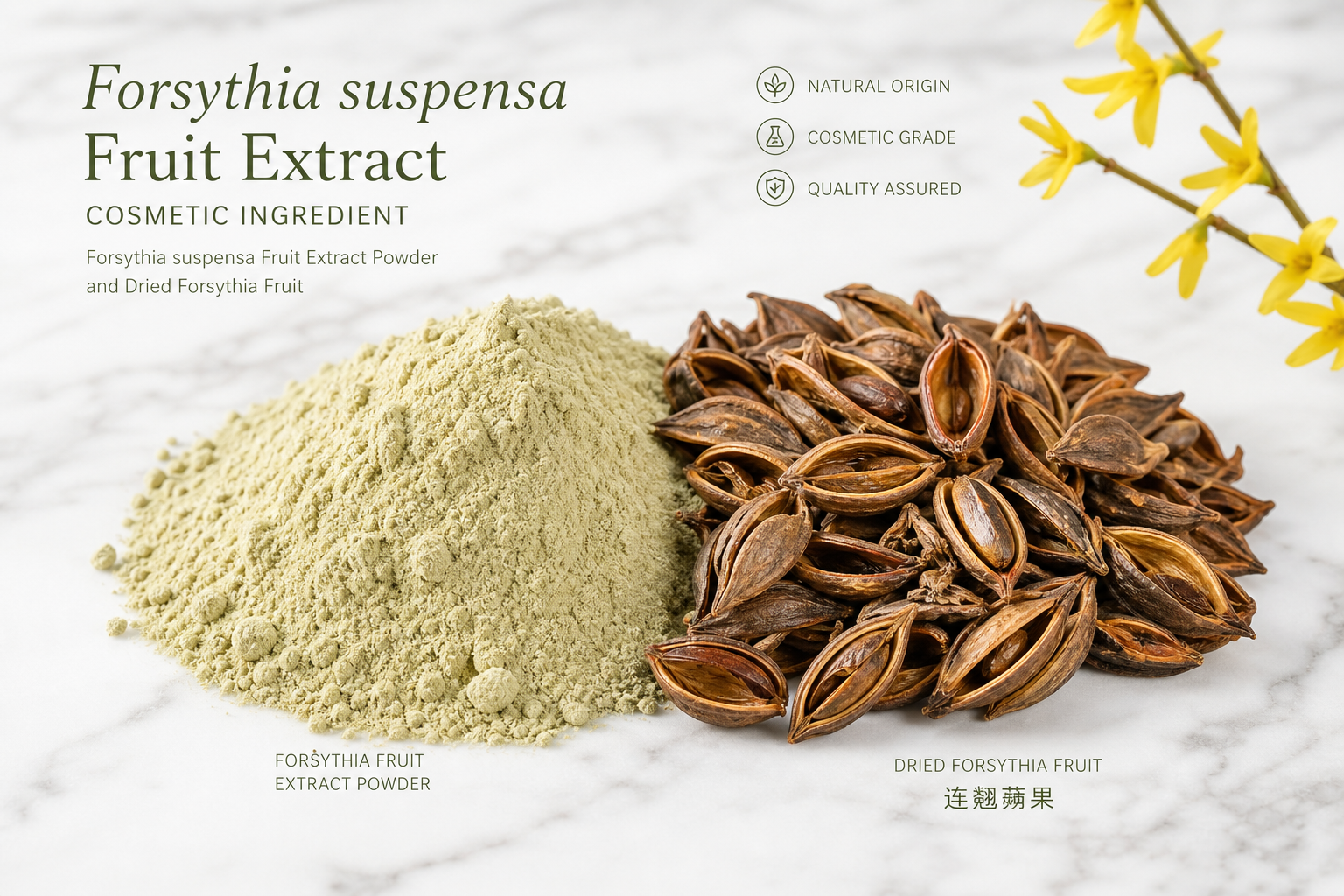 Forsythia Fruit Extract