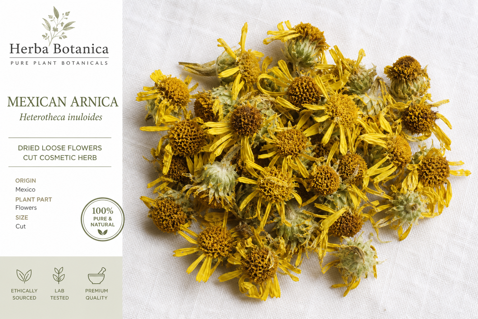 Arnica Mexican Flowers Heterotheca inuloides