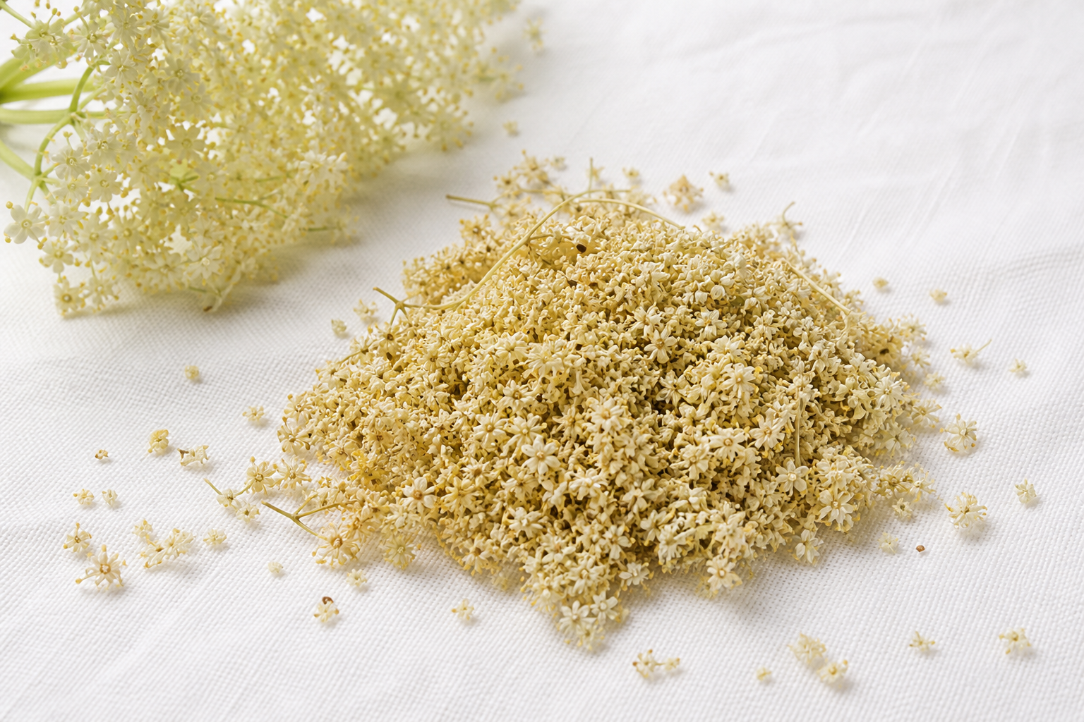 Elder Flowers Sambucus nigra