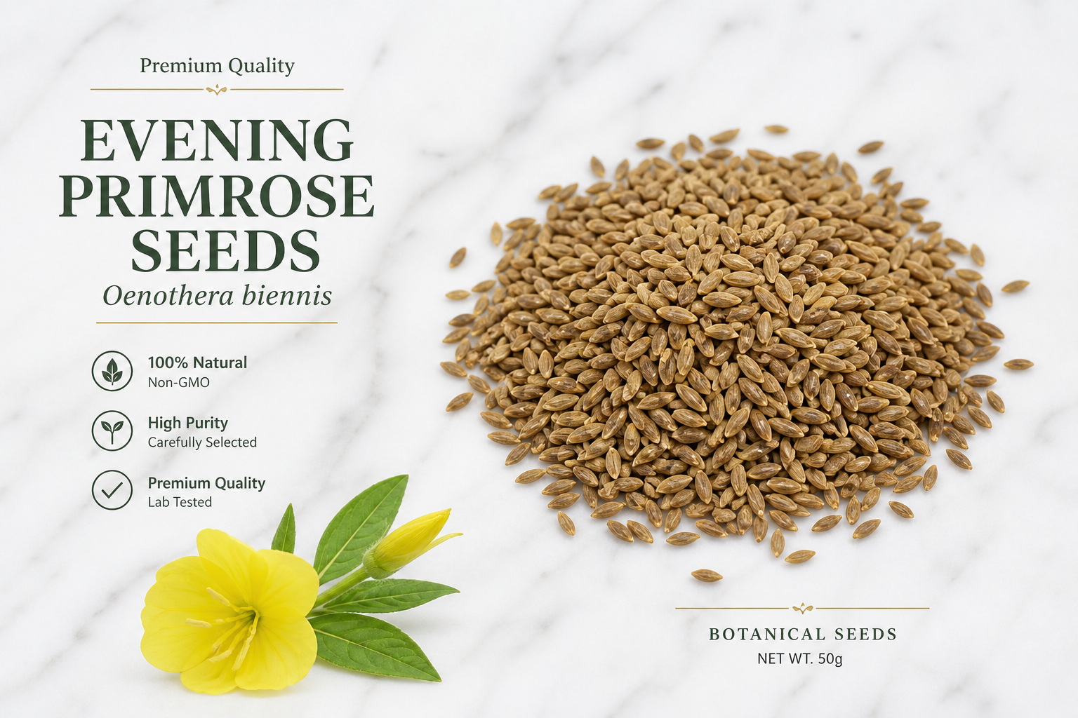 Evening Primrose Seeds Oenothera biennis