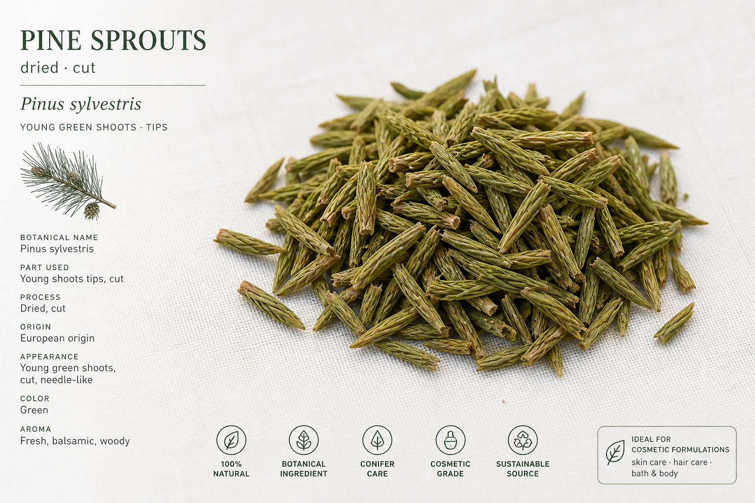 Pine Sprouts Dried Cut Pinus Sylvestris