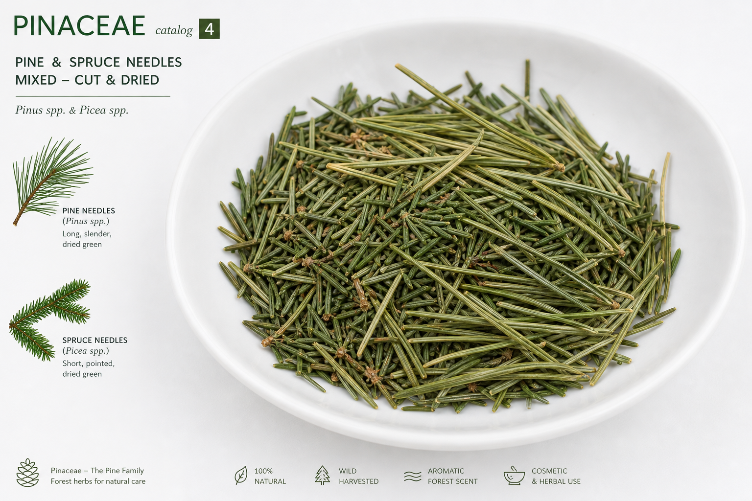 Pine/ Spruce Needles Fam Pinaceae: Pinus species gen. Pinus Picea abies gen Picea