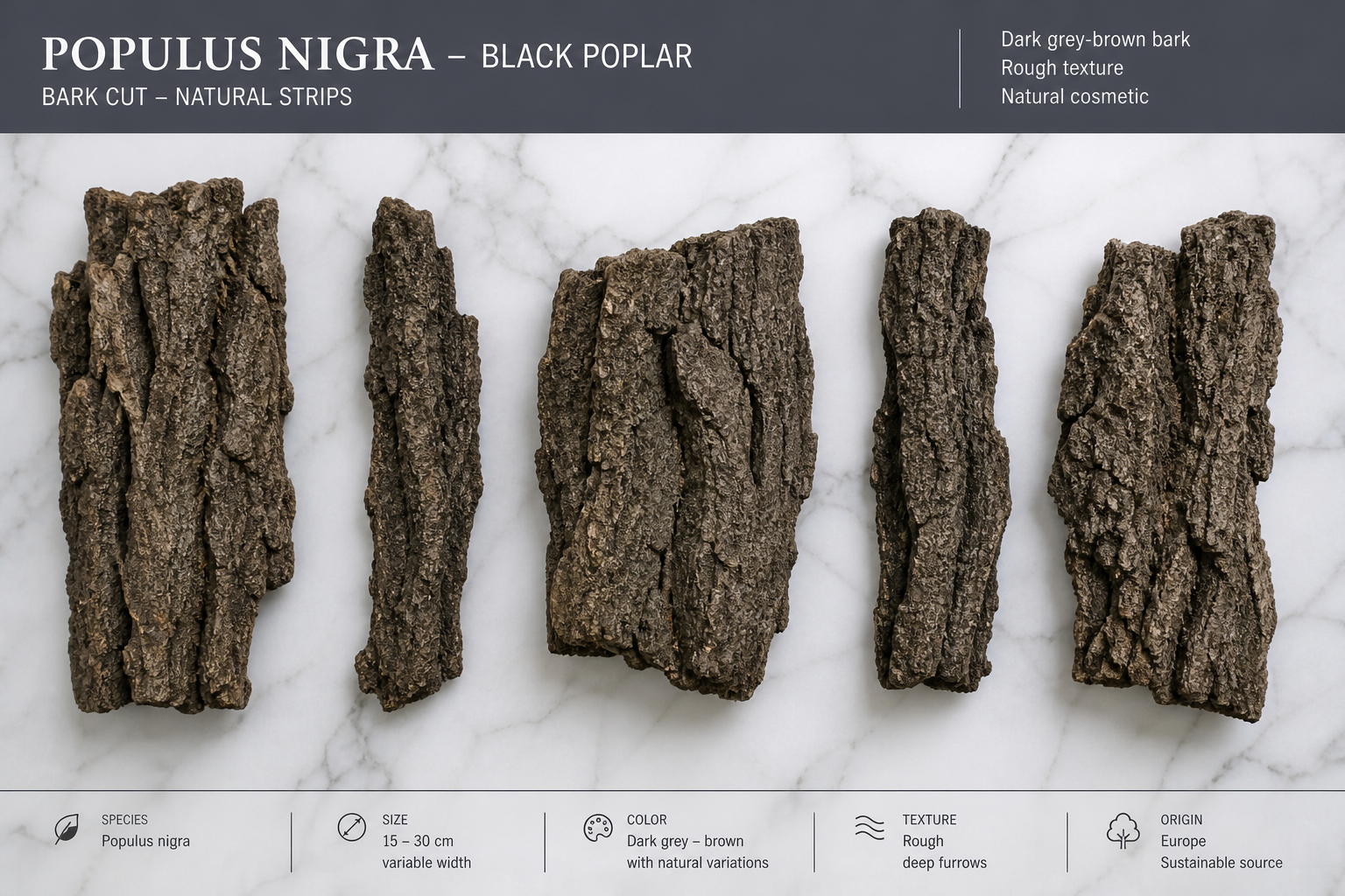 Poplar Bark Cut – Black Populus nigra