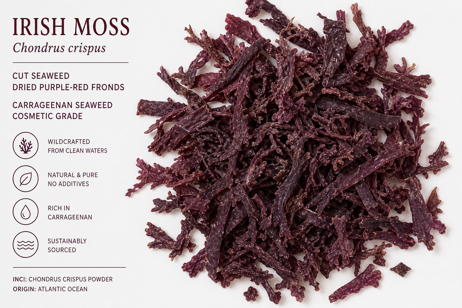 Irish Moss Cut Chondrus crispus
