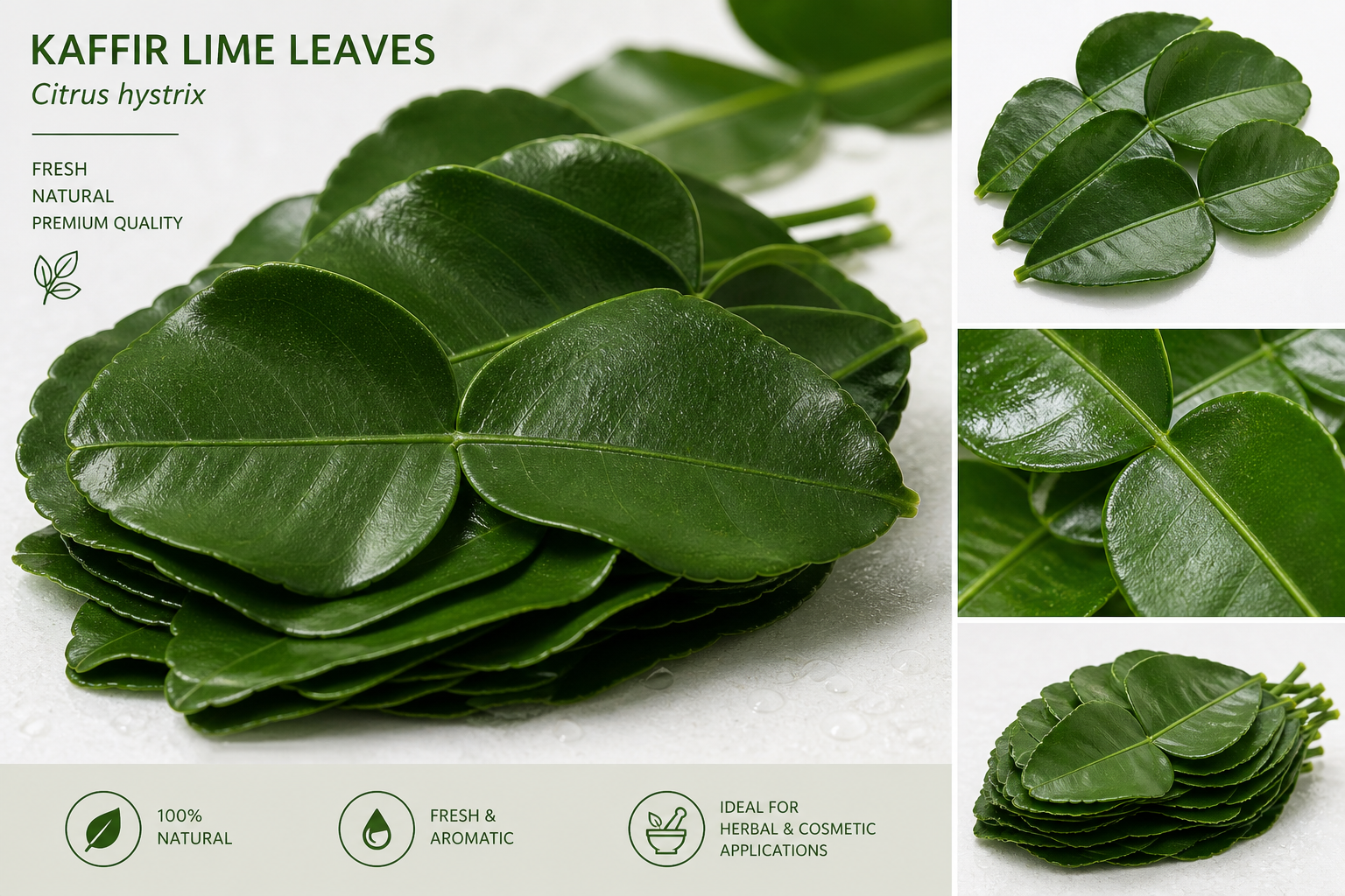Kaffir Lime Leaves Citrus hystrix