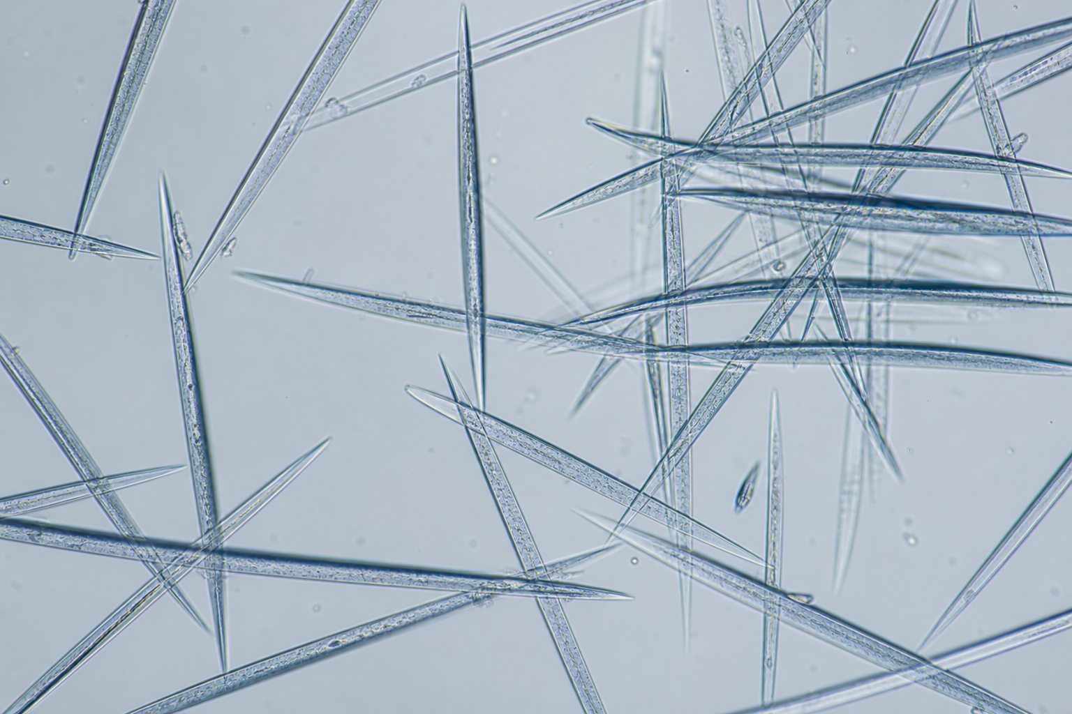 Sponge Spicules (micro-spicule / microneedle cosmetic grade)